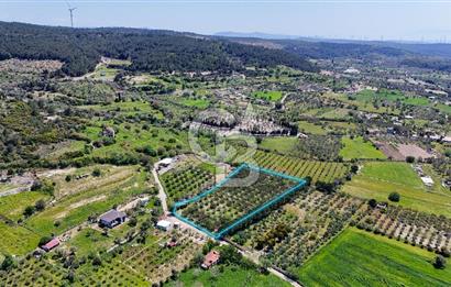 Urla Kuşçularda Yola Cepheli 8304 m² Satılık Tarla