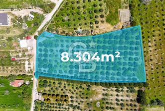 Urla Kuşçularda Yola Cepheli 8304 m² Satılık Tarla - 10 - 346821