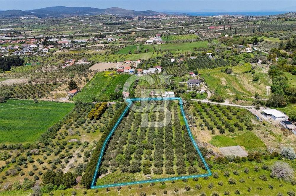 Urla Kuşçularda Yola Cepheli 8304 m² Satılık Tarla