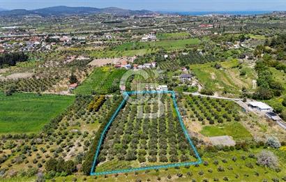 Urla Kuşçularda Yola Cepheli 8304 m² Satılık Tarla