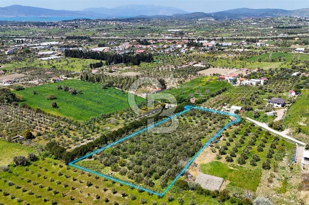 Urla Kuşçularda Yola Cepheli 8304 m² Satılık Tarla