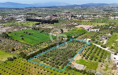 Urla Kuşçularda Yola Cepheli 8304 m² Satılık Tarla
