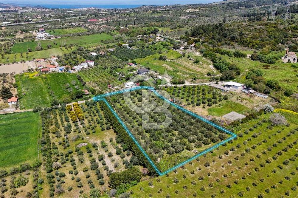Urla Kuşçularda Yola Cepheli 8304 m² Satılık Tarla
