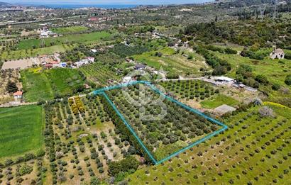 Urla Kuşçularda Yola Cepheli 8304 m² Satılık Tarla