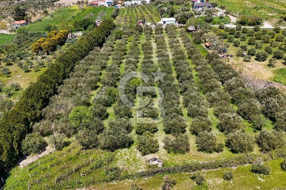 Urla Kuşçularda Yola Cepheli 8304 m² Satılık Tarla