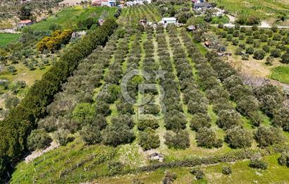 Urla Kuşçularda Yola Cepheli 8304 m² Satılık Tarla