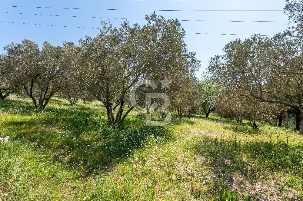 Urla Kuşçularda Yola Cepheli 8304 m² Satılık Tarla