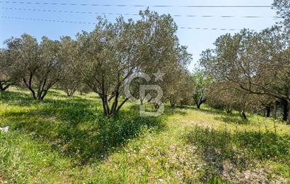 Urla Kuşçularda Yola Cepheli 8304 m² Satılık Tarla