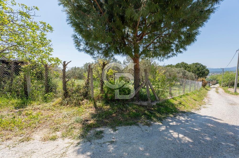 Urla Kuşçularda Yola Cepheli 8304 m² Satılık Tarla