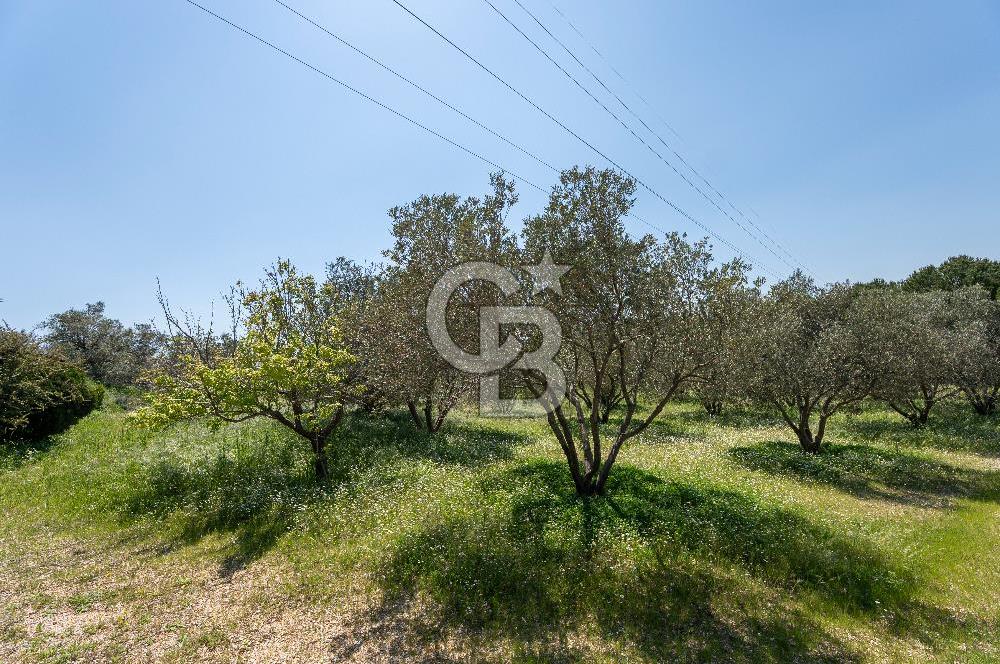 Urla Kuşçularda Yola Cepheli 8304 m² Satılık Tarla