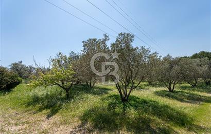 Urla Kuşçularda Yola Cepheli 8304 m² Satılık Tarla
