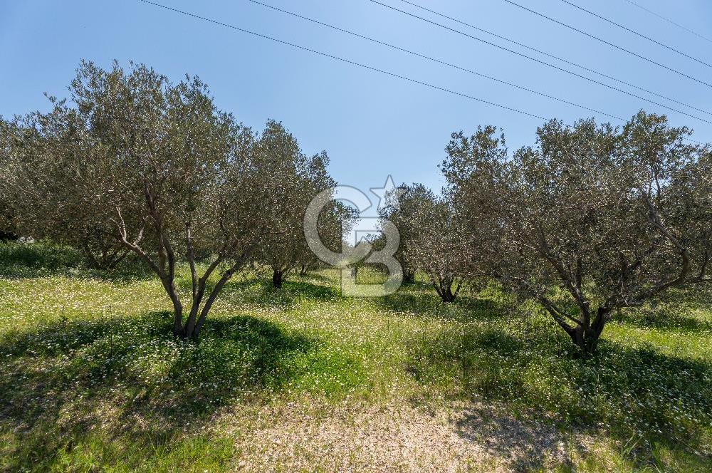 Urla Kuşçularda Yola Cepheli 8304 m² Satılık Tarla