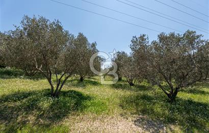 Urla Kuşçularda Yola Cepheli 8304 m² Satılık Tarla