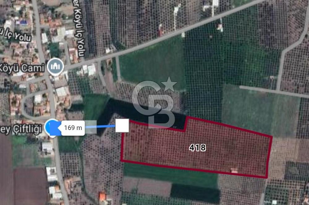  AKHİSAR BEKİRLER KÖY İÇİNDE SATILIK 43110M2 ZEYTİNLİK 