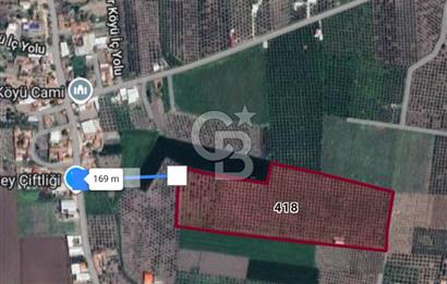  AKHİSAR BEKİRLER KÖY İÇİNDE SATILIK 43110M2 ZEYTİNLİK 