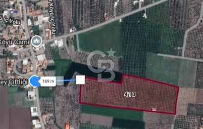  AKHİSAR BEKİRLER KÖY İÇİNDE SATILIK 43110M2 ZEYTİNLİK 