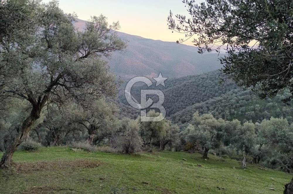 COLDWELL BANKER SAFİR'den İZMİR de 5592 m² SATILIK ZEYTİNLİK
