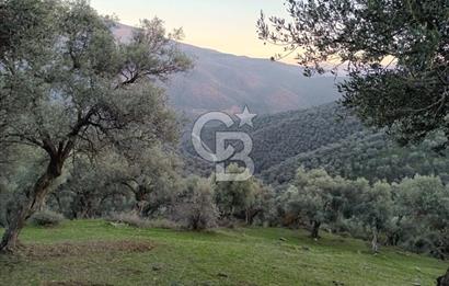 COLDWELL BANKER SAFİR'den İZMİR de 5592 m² SATILIK ZEYTİNLİK