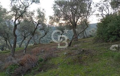COLDWELL BANKER SAFİR'den İZMİR de 5592 m² SATILIK ZEYTİNLİK