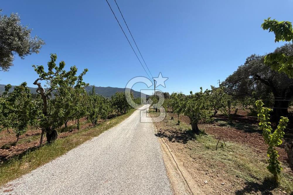 Kemalpaşa Vişneli’de Yola Cepheli 4 Dönüm Verimli Kiraz & Zeytin Bahçesi