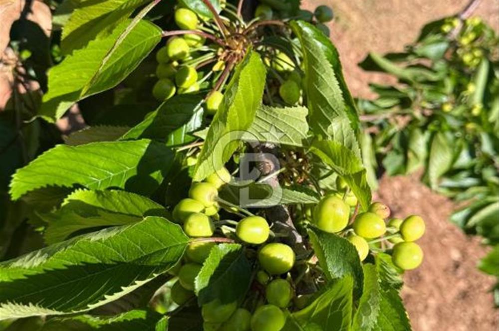Kemalpaşa Vişneli’de Yola Cepheli 4 Dönüm Verimli Kiraz & Zeytin Bahçesi