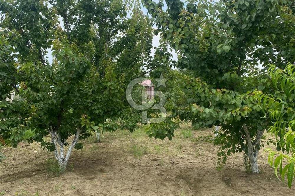 KEMALPAŞA ARMUTLU'DA SATILIK TARLA