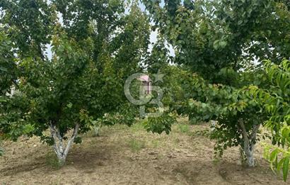KEMALPAŞA ARMUTLU'DA SATILIK TARLA