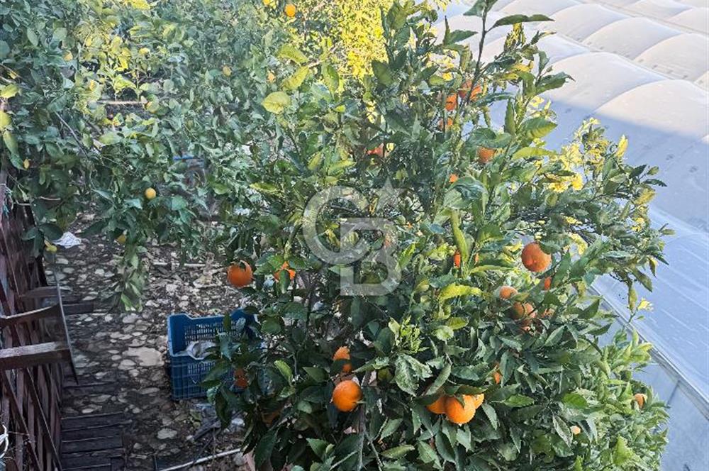 ANTALYA DEMRE KAPAKLI 2 ADET MÜSTAKİL PARSEL SERA VE ORTAKÇI EVİ