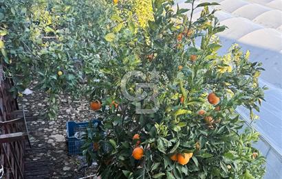 ANTALYA DEMRE KAPAKLI 2 ADET MÜSTAKİL PARSEL SERA VE ORTAKÇI EVİ