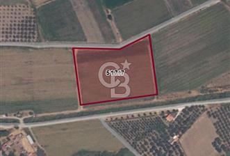 C.B.ROUTE | DİKİLİ SALİHLERALTI MAH. ANAYOLA CEPHELİ YATIRIMLIK TARLA - 2 - 347019