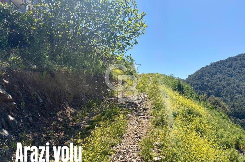 Kavacık Köyü İçinde Manzaralı Tarihi Çınara Komşu Satılık Arsa