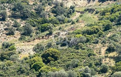 Foça Sazlıca Mevkiinde Satılık Deniz Manzaralı 237 m2 Arsa