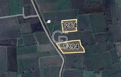 Manisa Muradiye'de Satılık 9100 m² Tarla - Yatırım Fırsatı