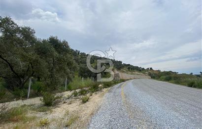 AYDIN SULTANHİSAR yola CEPHELİ SATILIK ZEYTİNLİK