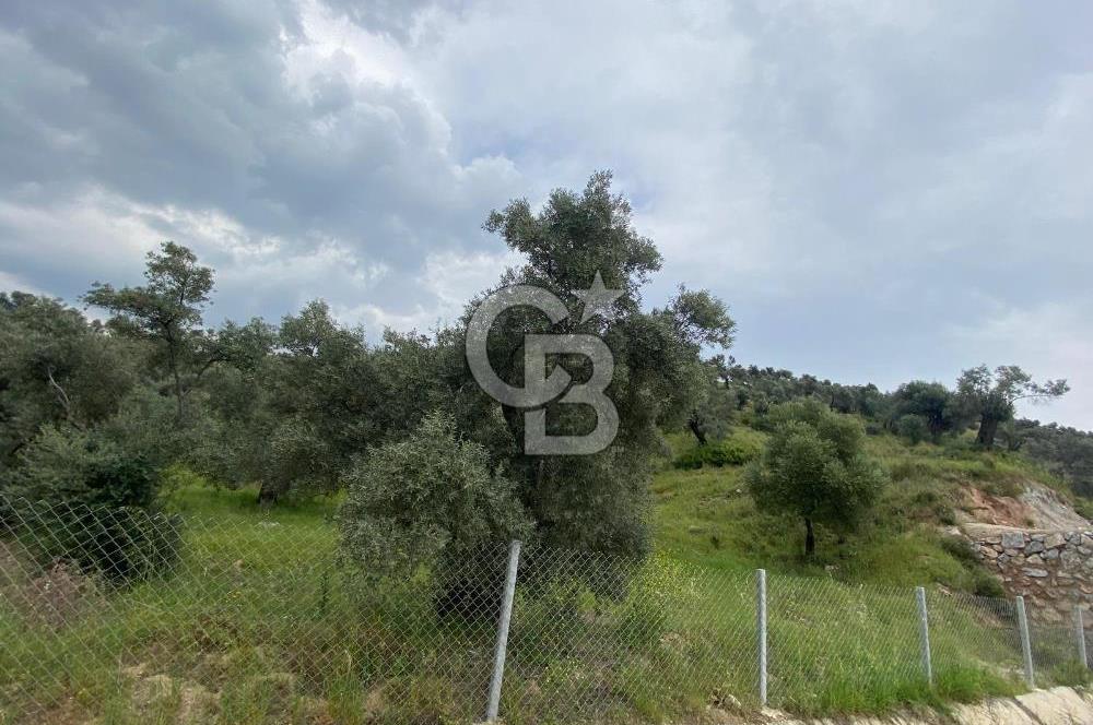 AYDIN SULTANHİSAR yola CEPHELİ SATILIK ZEYTİNLİK
