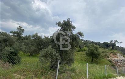AYDIN SULTANHİSAR yola CEPHELİ SATILIK ZEYTİNLİK