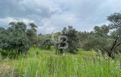AYDIN SULTANHİSAR yola CEPHELİ SATILIK ZEYTİNLİK