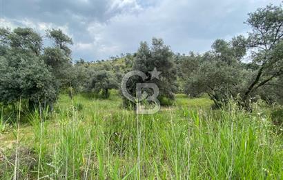AYDIN SULTANHİSAR yola CEPHELİ SATILIK ZEYTİNLİK