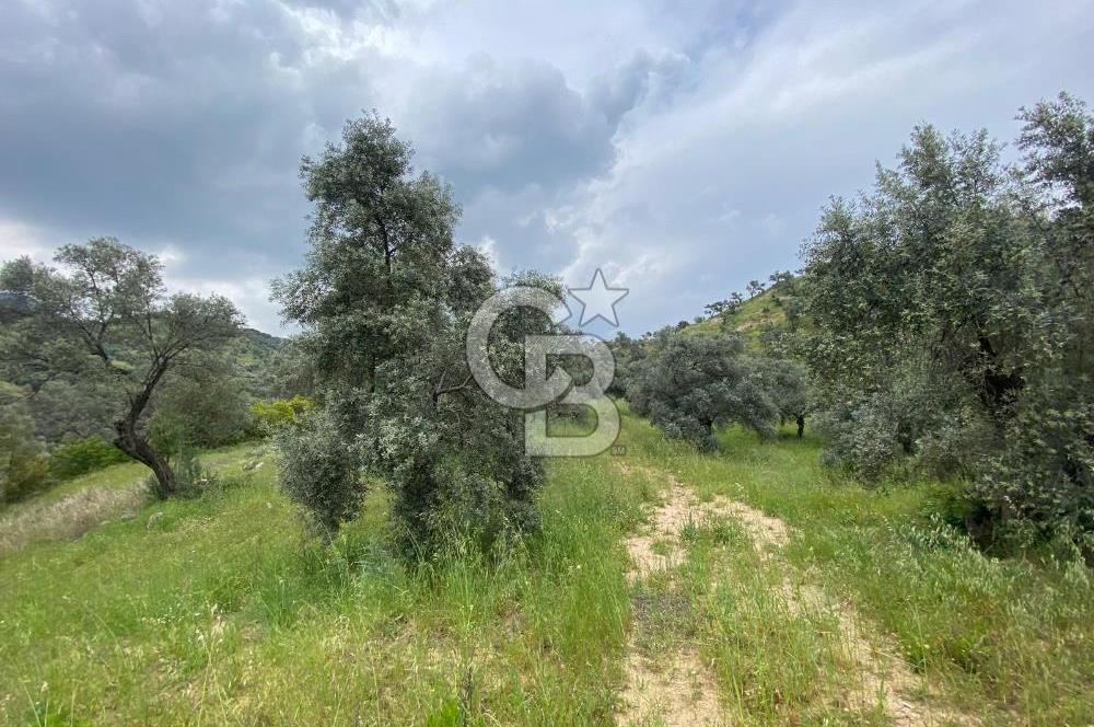 AYDIN SULTANHİSAR yola CEPHELİ SATILIK ZEYTİNLİK