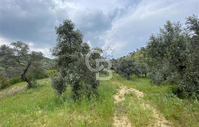 AYDIN SULTANHİSAR yola CEPHELİ SATILIK ZEYTİNLİK
