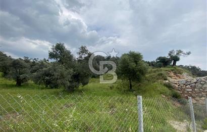 AYDIN SULTANHİSAR yola CEPHELİ SATILIK ZEYTİNLİK