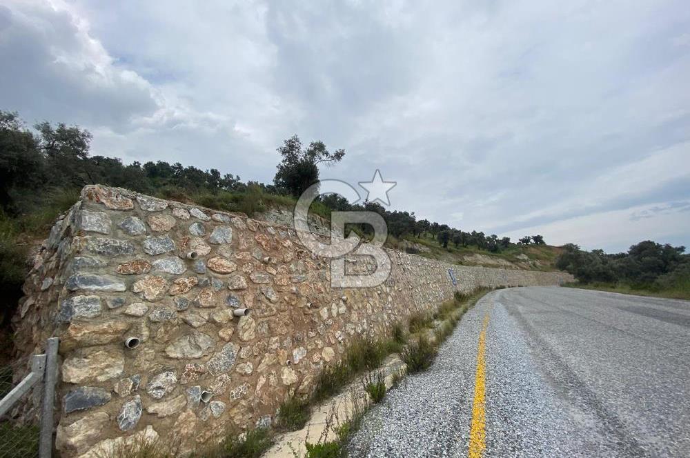 AYDIN SULTANHİSAR yola CEPHELİ SATILIK ZEYTİNLİK
