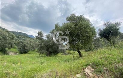 AYDIN SULTANHİSAR yola CEPHELİ SATILIK ZEYTİNLİK