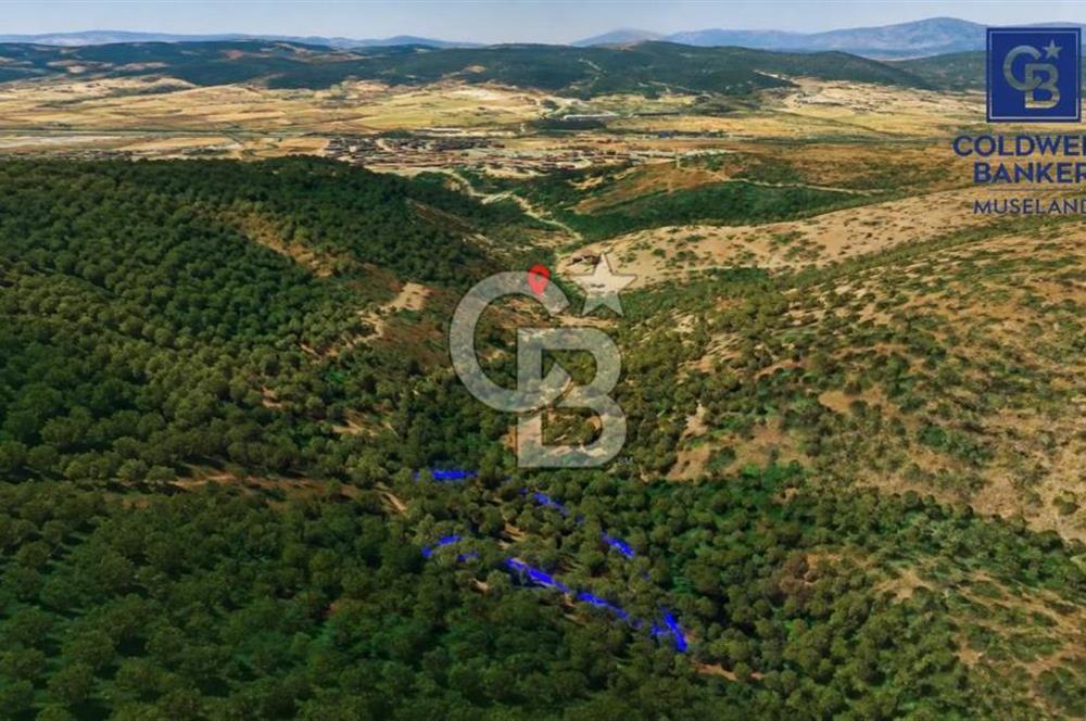 MUSELAND-Urla Bademler'de 4766 M2 Satılık Zeytinlik