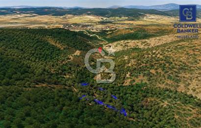 MUSELAND-Urla Bademler'de 4766 M2 Satılık Zeytinlik