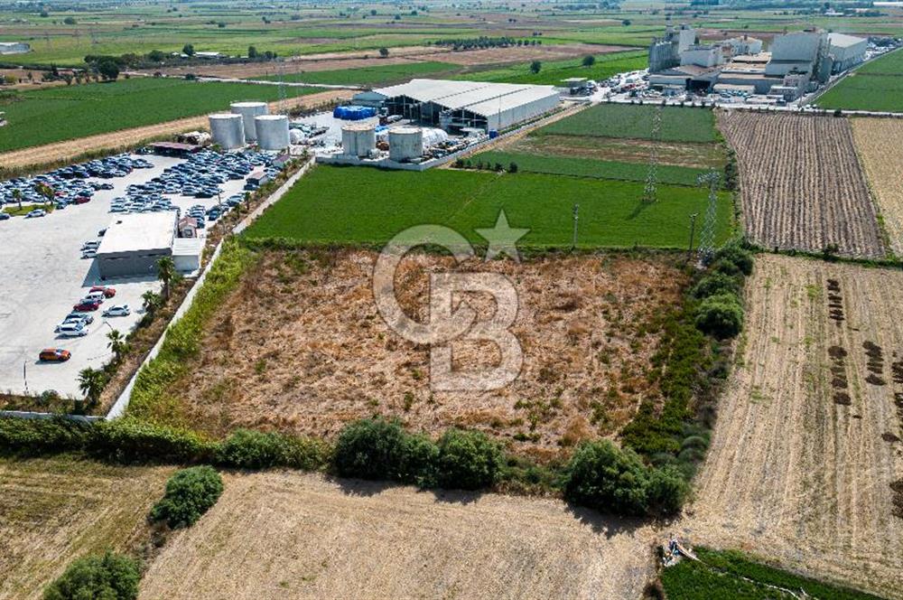 Milas Akyol Satılık Tarla