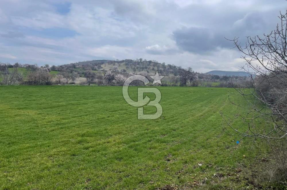 Manisa Kula Ana Yoluna Yakın Yola Cepheli Fırsat Satılık Bağ
