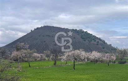 Manisa Kula Ana Yoluna Yakın Yola Cepheli Fırsat Satılık Bağ