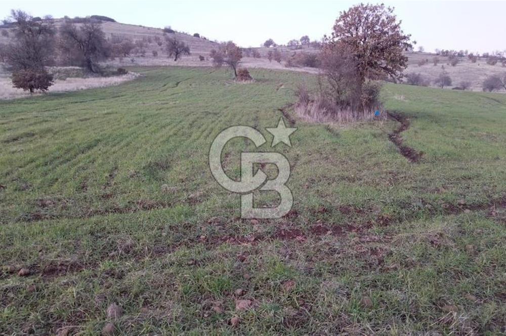 Manisa Kula Ana Yoluna Yakın Yola Cepheli Fırsat Satılık Bağ