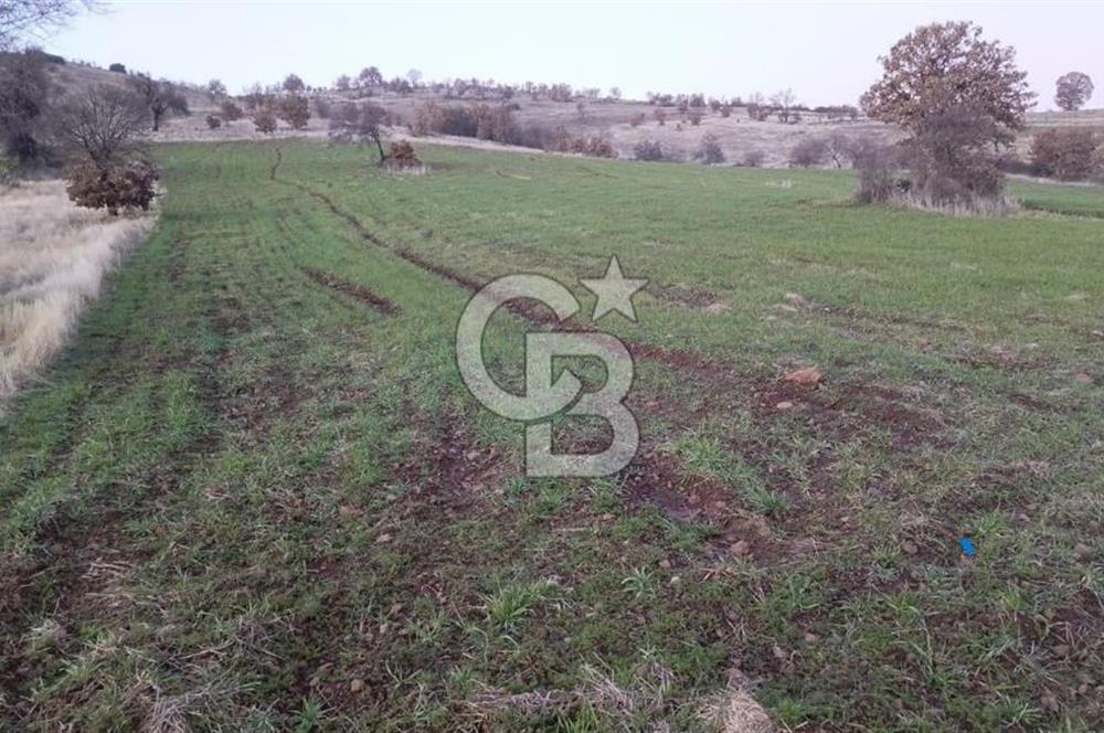 Manisa Kula Ana Yoluna Yakın Yola Cepheli Fırsat Satılık Bağ